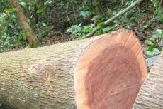 Ngày 8/11/2019, đấu giá vật chứng vụ án tịch thu sung quỹ nhà nước tại tỉnh Bắc Kạn