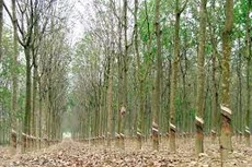 Ngày 29/11/2019, đấu giá 319,73 ha cây cao su thanh lý tại tỉnh Bình Dương