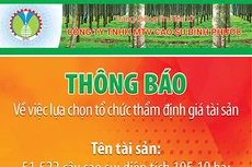 Công ty TNHH MTV Cao su Bình Phước thông báo về việc lựa chọn tổ chức thẩm định giá tài sản