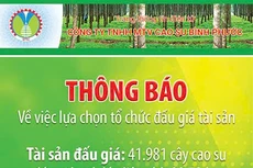 Công ty TNHH MTV Cao su Bình Phước thông báo về việc lựa chọn tổ chức đấu giá tài sản
