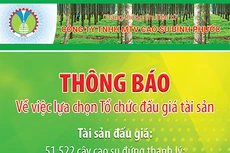 Công ty TNHH MTV Cao su Bình Phước thông báo về việc lựa chọn tổ chức đấu giá tài sản