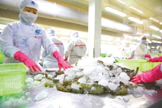 Tổng kim ngạch xuất khẩu nông lâm thủy sản 11 tháng đạt 56,74 tỷ USD, tăng 19% so với cùng kỳ năm 2023, vượt mục tiêu cả năm 2024. Ảnh: Lê Tiên