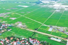 Việc kéo dài thời hạn miễn thuế sử dụng đất nông nghiệp nhằm tiếp tục khuyến khích đầu tư, góp phần tái cơ cấu ngành nông nghiệp, bảo đảm an ninh lương thực. Ảnh: Nhã Chi