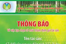 Công ty TNHH MTV Cao su Bình Phước thông báo về việc lựa chọn tổ chức thẩm định giá tài sản