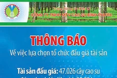 Công ty TNHH MTV Cao su Bình Phước thông báo về việc lựa chọn tổ chức đấu giá tài sản