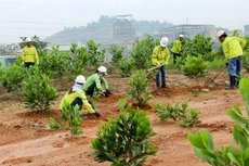 Quảng Nam đầu tư 15 tỷ đồng trồng cây xanh