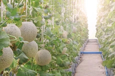 Một trong sản phẩm nông nghiệp công nghệ cao được lên kế hoạch sản xuất tại Quảng Trị