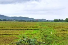 Đà Nẵng sẽ chuyển mục đích sử dụng đất trồng lúa bổ sung năm 2022 đối với 4 công trình, dự án.