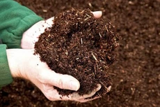 Ảnh chỉ mang tính minh họa. Nguồn Internet.