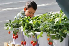 Một cậu bé hái dâu tây tươi ăn ở Bắc Kinh. Với 1,4 tỷ miệng ăn, Trung Quốc cần tăng mạnh năng suất nông nghiệp vốn bị kìm hãm bởi chất đất xấu, nguồn nước ô nhiễm, và tình trạng lạm dụng phân bón hóa học và thuốc trừ sâu - Ảnh: Bloomberg/Getty.