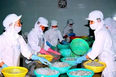 Chế biến tôm đông lạnh xuất khẩu. (Ảnh: Huỳnh Sử/TTXVN)