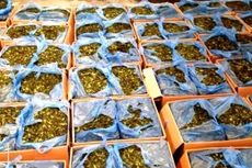 Bắt giữ 336 kg lá khat chứa chất ma túy tại sân bay Tân Sơn Nhất