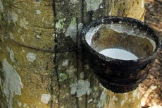 TRC: Cao su chỉ đóng góp 2,6% tổng lợi nhuận 6 tháng