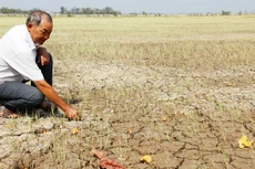 Hạn hán và xâm nhập mặn là một trong các nguyên nhân khiến World Bank hạ dự báo tăng trưởng Việt Nam (Ảnh: Internet)