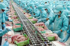 Thủy hải sản Việt Nhật: Kiểm toán “xóa” toàn bộ doanh thu