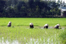 Khoản hỗ trợ 560 triệu USD sẽ giúp bảo đảm sinh kế cho người dân Đồng bằng sông Cửu Long. Ảnh: Huyền Trang