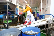 Các doanh nghiệp thủy sản đang buộc phải thu hẹp sản xuất. Ảnh: Lê Tiên