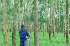 Ảnh Internet