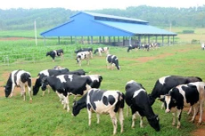 Cổ phiếu Tổng công ty Chăn nuôi hút khách