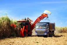 “HAGL Agrico không hủy niêm yết”