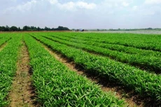 Thái Nguyên thu hút FDI vào dự án nông nghiệp