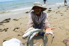 VASEP: Nhiều hợp đồng xuất khẩu bị huỷ vì thuỷ sản nhiễm kim loại nặng