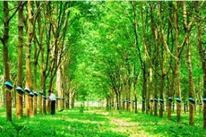 HAGL Agrico thâu tóm Cao su Đông Dương