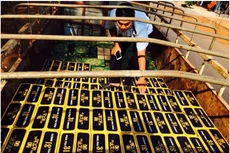 Đội kiểm soát Hải quan, Cục Hải quan Bình Phước, kiểm tra tang vật bị bắt giữ. Ảnh: Đội KSHQ cung cấp.