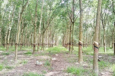 DPR kinh doanh sút kém trong tháng 1/2016