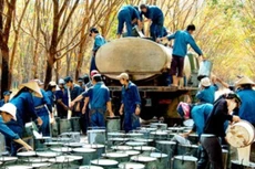 Cơ chế đặc thù cổ phần hóa Tập đoàn Công nghiệp cao su