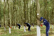 VRG thoái hơn 20% vốn tại RCD