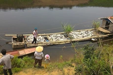 Hàng chục tấn cá đã bị chết trên sông Bưởi (Thanh Hóa) do Công ty CP mía đường Hòa Bình gây ô nhiễm dòng sông. Ảnh: Anh Quân st