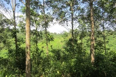 Ảnh Internet