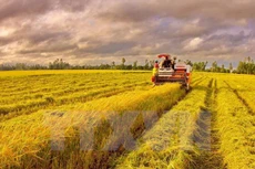 Thu hoạch lúa ở xã Thanh Thủy, huyện Vị Thủy, tỉnh Hậu Giang. (Ảnh: Duy Khương/TTXVN)