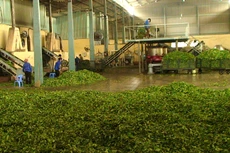 Lãi từ xuất khẩu chè chỉ đem lại con số cực kỳ khiêm tốn so với nguồn thu từ cho thuê văn phòng và kho bãi của Vigecam. Ảnh: Văn Tứ