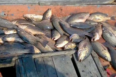 Hiện tượng cá chết hàng loạt diễn ra tại 4 tỉnh miền Trung từ tháng 4. Ảnh:Đức Hùng.