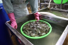 Điều kỳ lạ là dù đã ngừng hoạt động sản xuất kinh doanh, nhà xưởng đã bán,… VNH vẫn đưa ra kế hoạch 2016 với chỉ tiêu doanh thu đạt 60 tỷ đồng. Ảnh: Tiên Giang