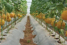 Làm sao để hội nhập mang lại nhiều quả ngọt