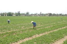 Hà Tĩnh: Điều chỉnh tăng tổng mức đầu tư dự án phát triển nông thôn