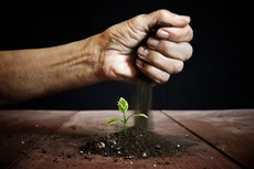 Doanh nghiệp khởi nghiệp cũng như một mầm cây, cần môi trường tốt để lớn lên