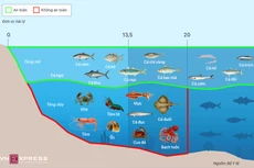 Loại cá biển nào an toàn