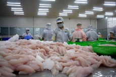 “Vua cá tra” Hùng Vương đang phải gánh lỗ cho các công ty chân rết. Ảnh: St