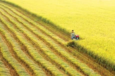 Thí điểm liên kết phát triển kinh tế - xã hội vùng ĐBSCL