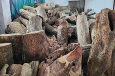 Lô gỗ sưa được thành phố Hà Nội tổ chức đấu giá