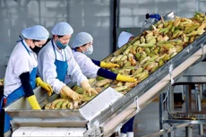 Tổng kim ngạch xuất khẩu nông lâm thủy sản quý I/2025 đạt 15,72 tỷ USD. Ảnh minh họa