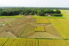 Miễn thuế sử dụng đất nông nghiệp kéo dài đến ngày 31/21/2030. Ảnh minh hoạ