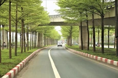 Gói thầu: Gói số 01 Chi phí dịch vụ Duy trì cây xanh trên địa bàn thị xã Bình Minh năm 2025 - 2028