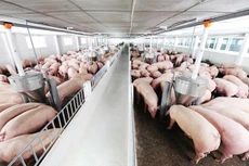 Ảnh chỉ mang tính minh họa. Nguồn Internet