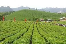 Thanh tra Chính phủ kết luận nhiều sai phạm trong sử dụng đất đai tại Tổng công ty Chè Việt Nam