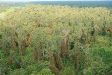 Rừng sản xuất của Công ty TNHH MTV Lâm nghiệp U Minh Hạ giao khoán và hợp tác đầu tư được bán đấu giá. Ảnh minh họa